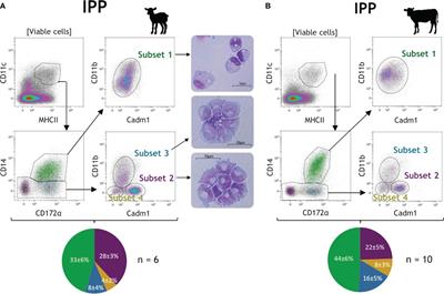 Characterization of intestinal mononuclear phagocyte subsets in young ruminants at homeostasis and during Cryptosporidium parvum infection